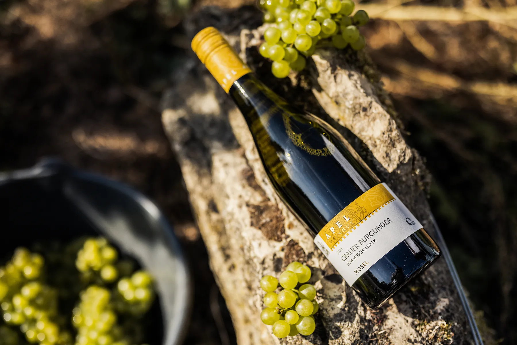 Pinot gris issu du calcaire coquillier