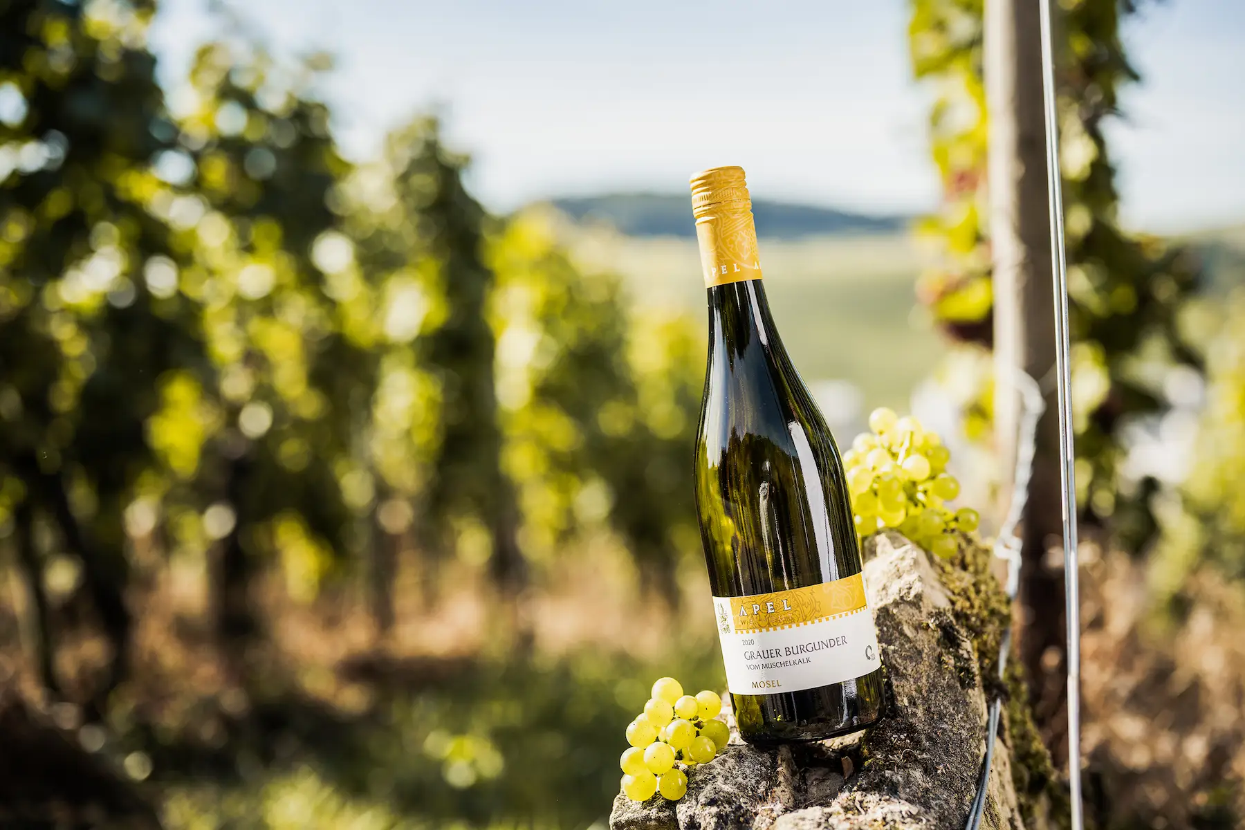 Calcaire coquillier gris de Bourgogne dans les vignobles